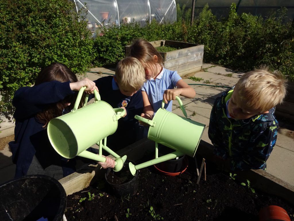 Bellbird pupils watering a raised bed in the allotment