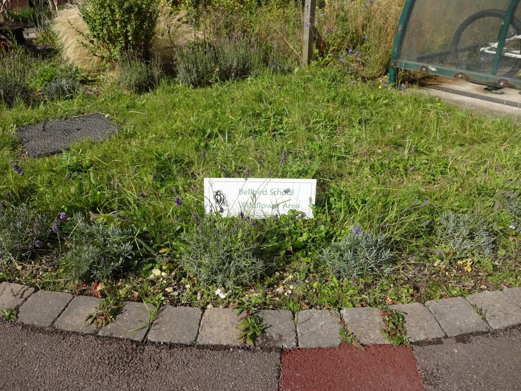 Wildflower area at Bellbird school allotment